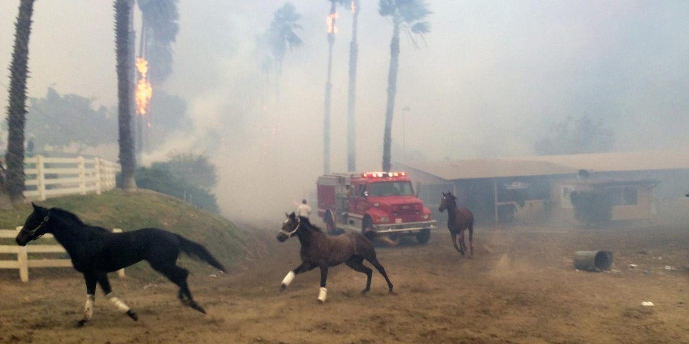 Skräckslagna hästar flyr från hästträningsanläggningen San Luis Rey.