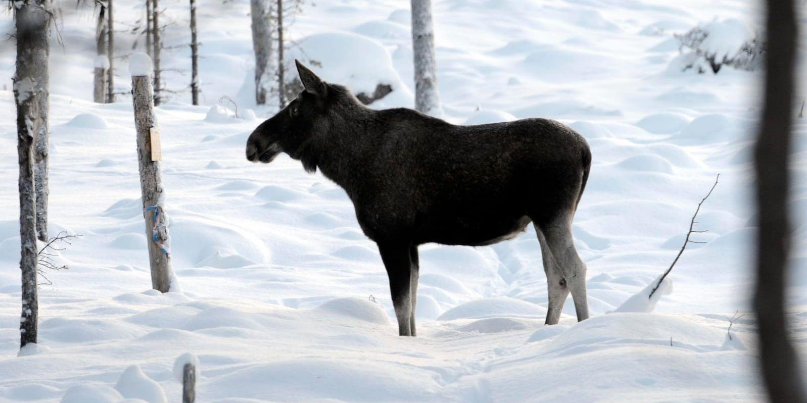 Många älgar har dött under den långa vintern i Norrbotten. Arkivbild.