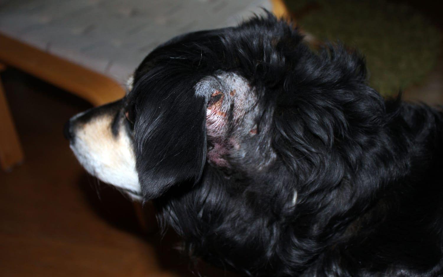 Efter attacken på Kanalyran fick blandrastiken Molly föras till veterinär med djupa sår runt öron. Men fallet är trots detta nedlagt.
