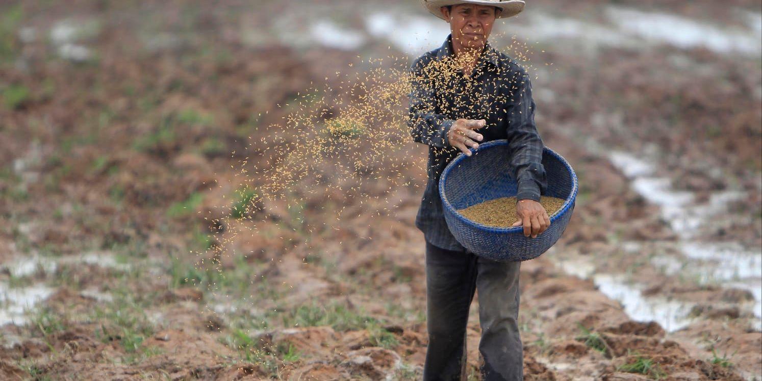 En bonde strör risfrön över ett odlingsfält utanför Kambodjas huvudstad Phnom Penh. Arkivbild.
