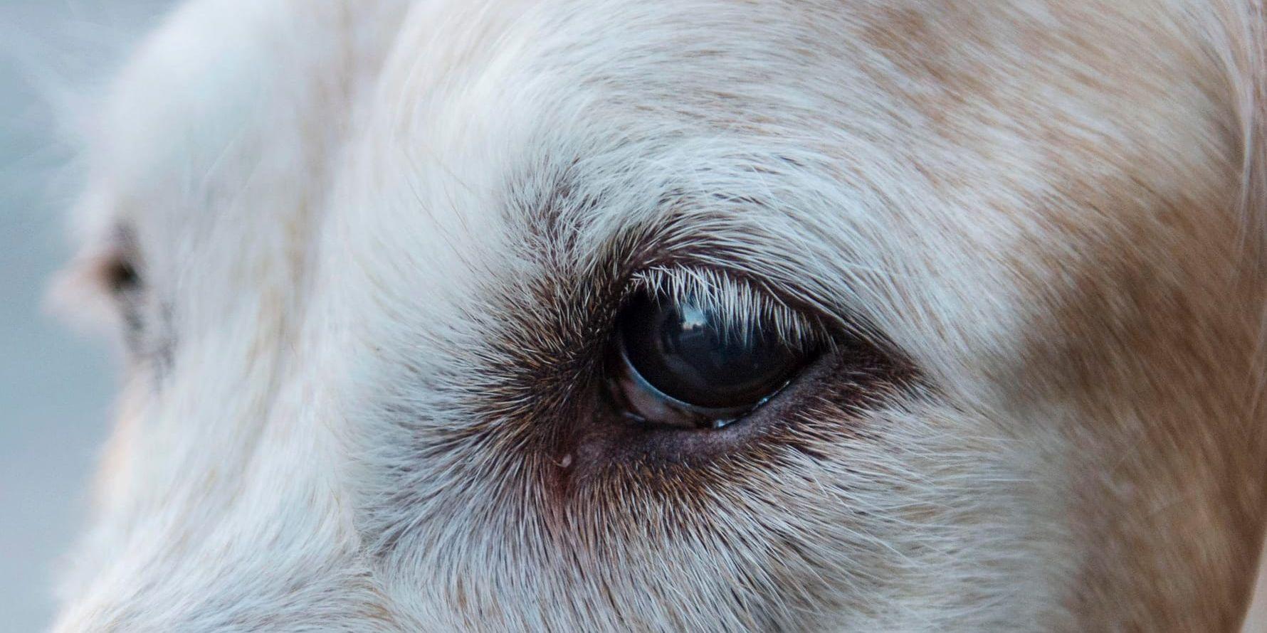 En hund som hade en stor tumör i ansiktet fick avlivas. Ägarna dömdes för djurplågeri. Arkivbild.