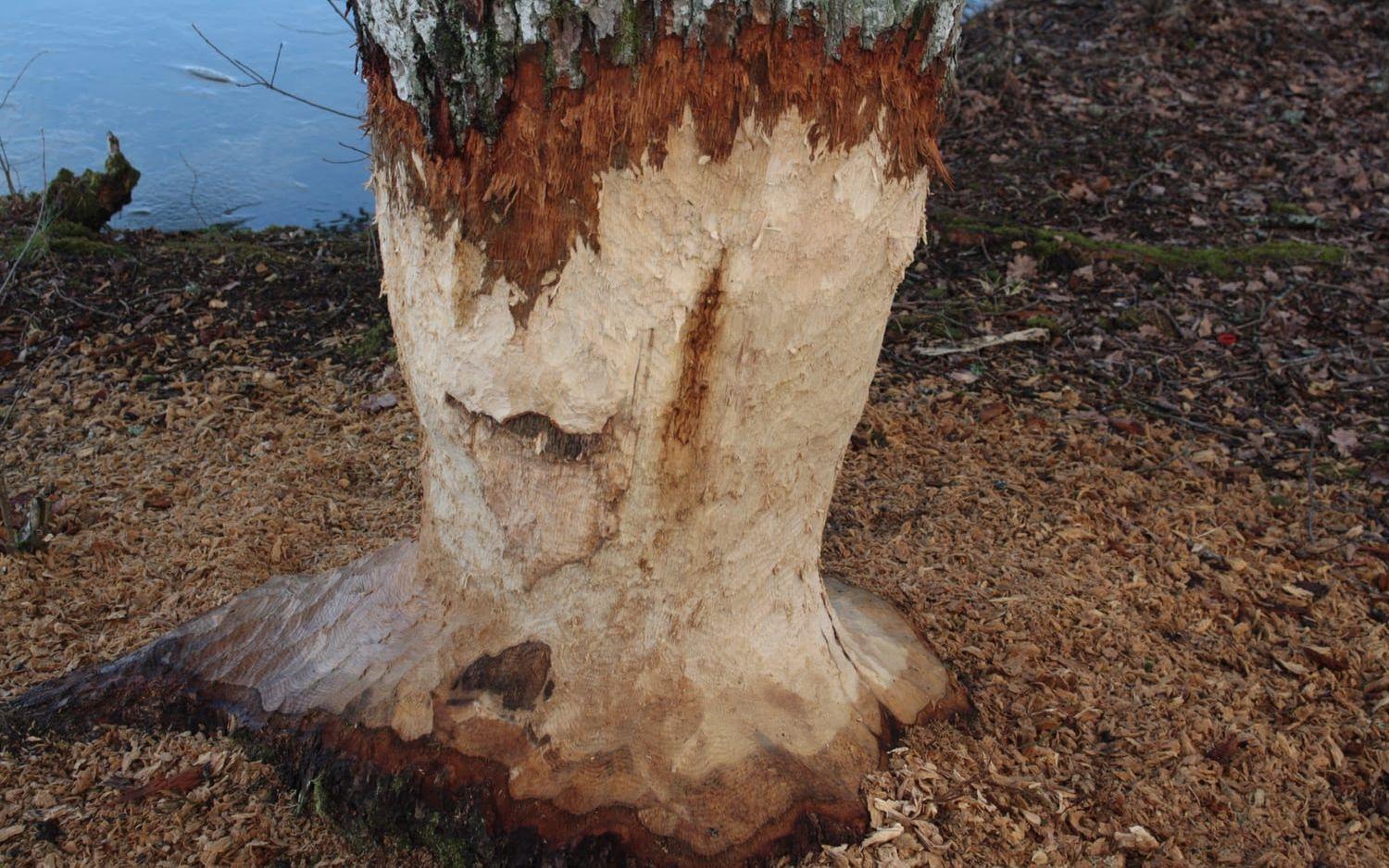 Gnagt. En vuxen bäver kan under en natt gnaga av ett träd med 50 centimeters diameter. När bävern fäller större träd är den enbart ute efter det tunna grenverket högst upp. Är trädet över en viss diameter gnager bävern bara igenom cirka 2/3 av stammen.