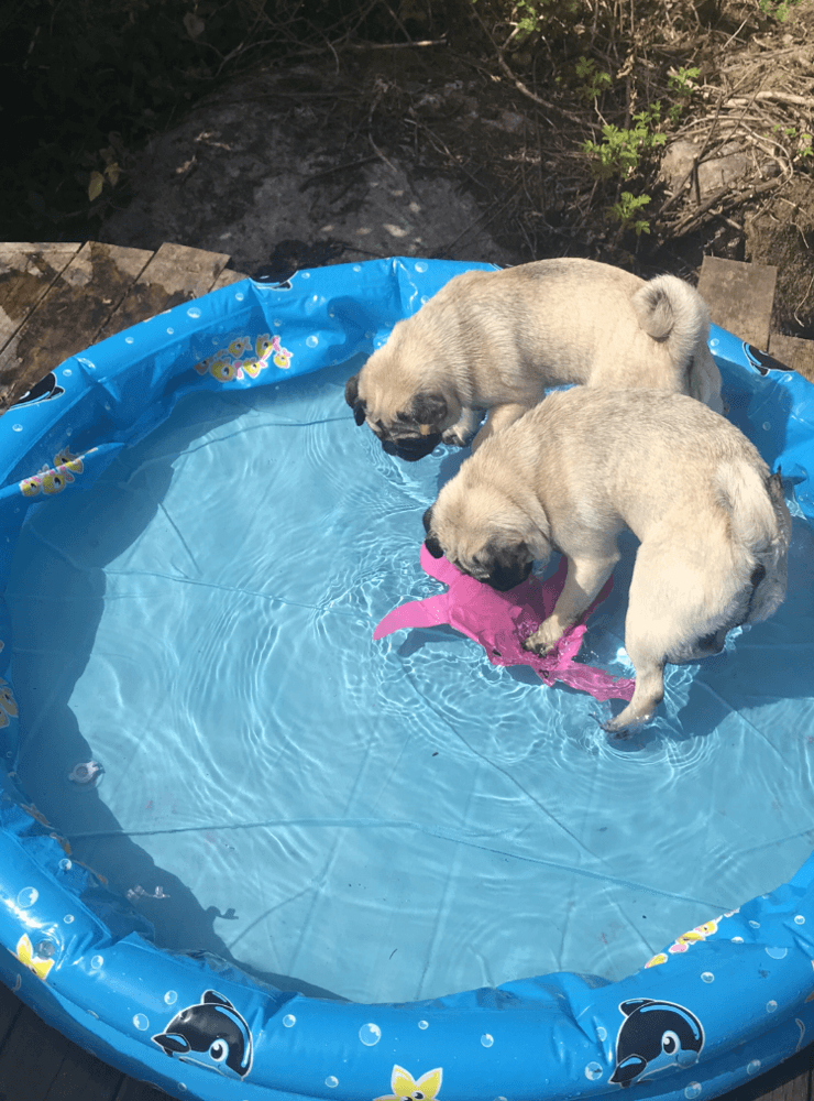 Yvette Andersson har fotat sina hundar i bassängen en varm sommardag.