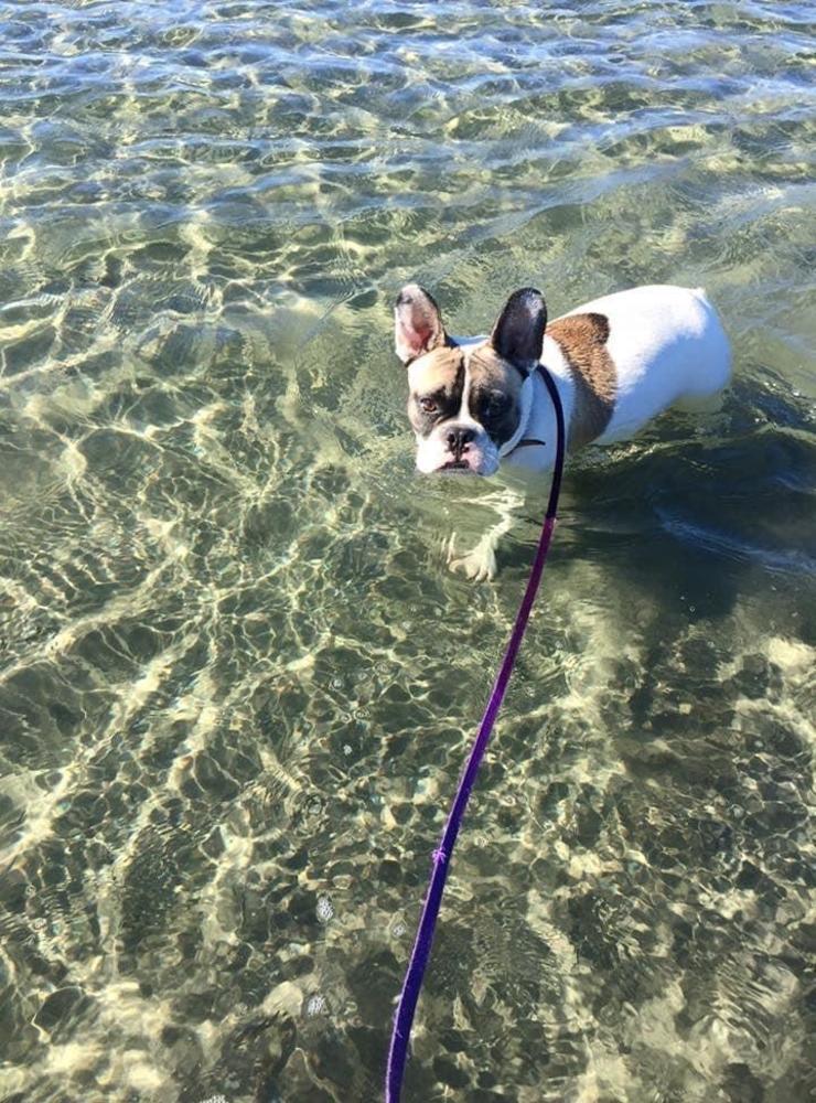 ”Det här är Knut en Fransk bulldog på 5 år, han älskar att bada och springa efter sin frisbee”, skriver Lena Engelin.