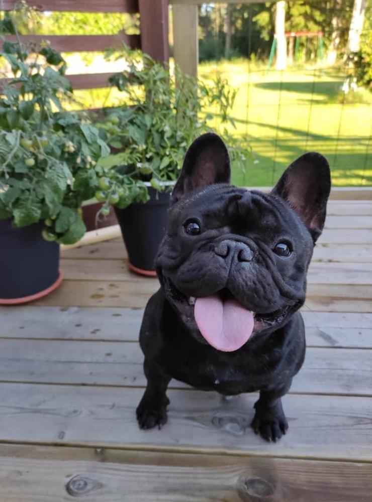 ”Det här är Harry! Jag är en Fransk Bulldog som nyss fyllt ett år! Jag älskar att vara ute och leka med bollar! En glad och nyfiken vovve som sprider glädje!”, skriver Carina Wilhelmsson.