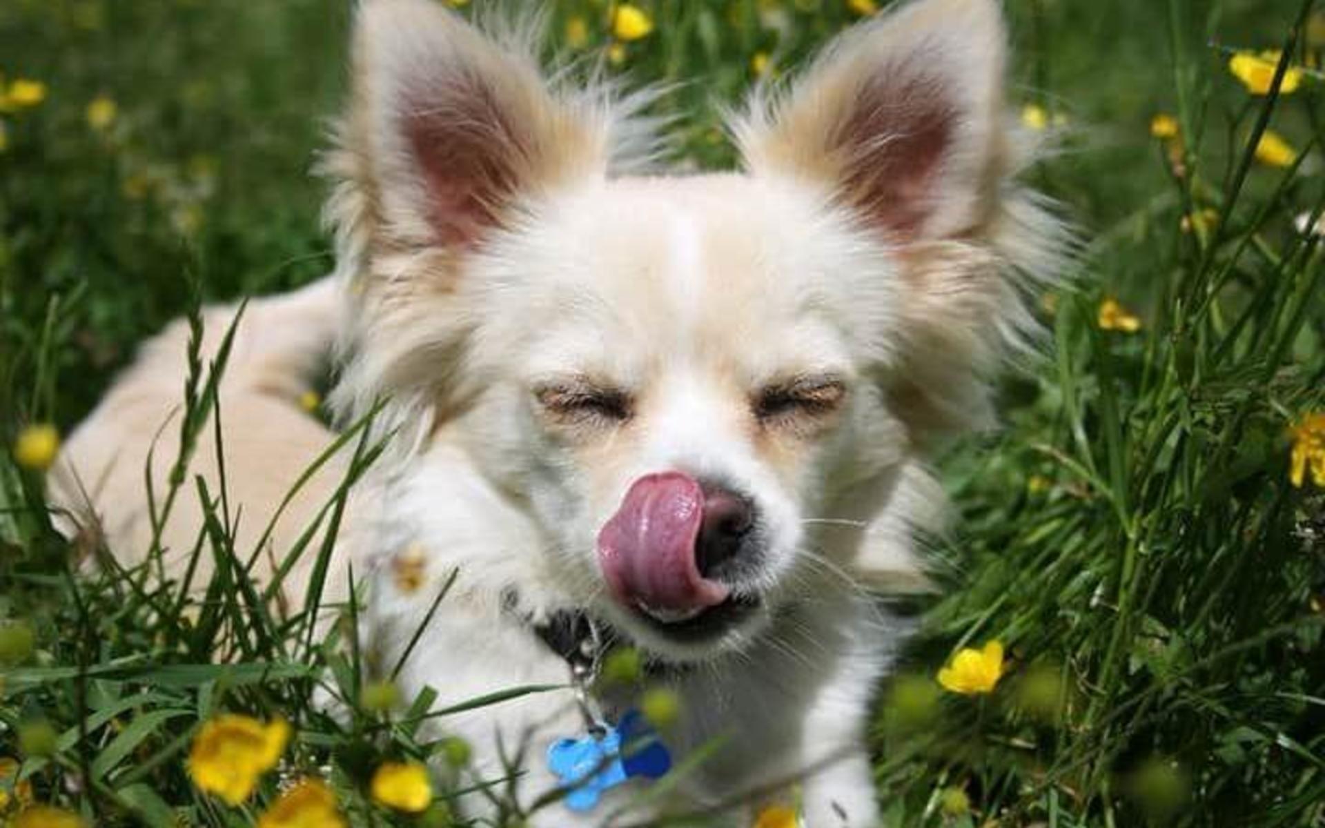 ”Gizmo älskar att ligga i gräset och bara ta det lungt”, skriver Sandra Nilsson.
