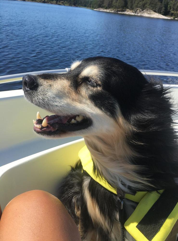 ”Vår älskade Molly (som fyller 12 i september) som älskar att åka båt och kunna springa fritt på små öar i Vänern”, skriver Stina Persson.