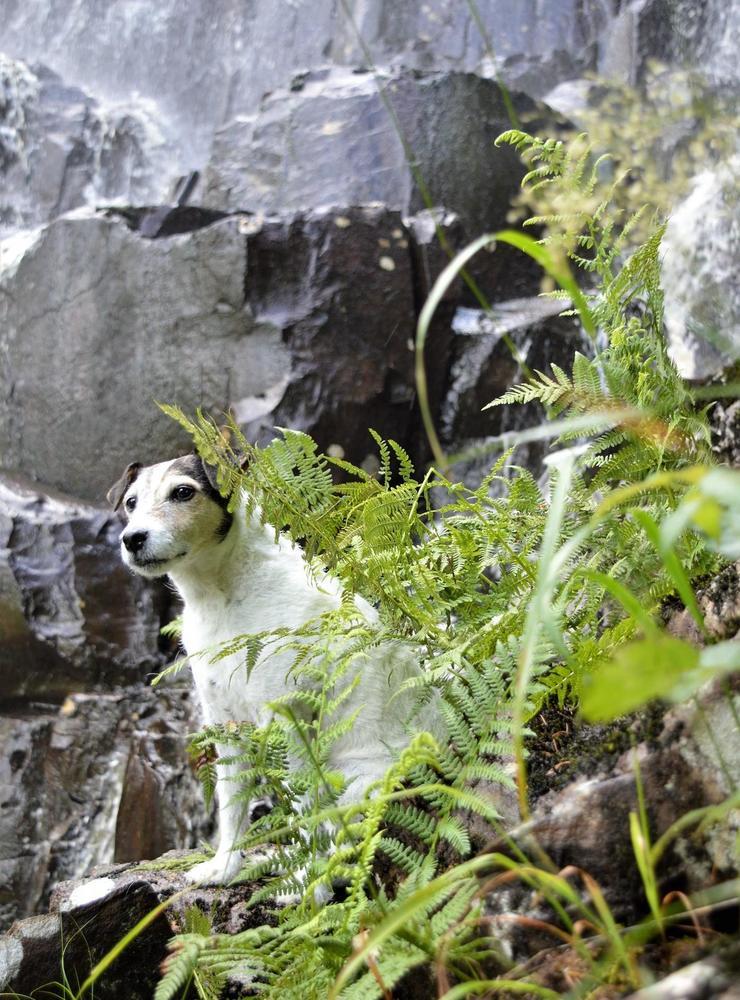”Jack Russel Terrier, Elli 12 år, som klättrar i Skäktefallet”, skriver Maj Duberg.