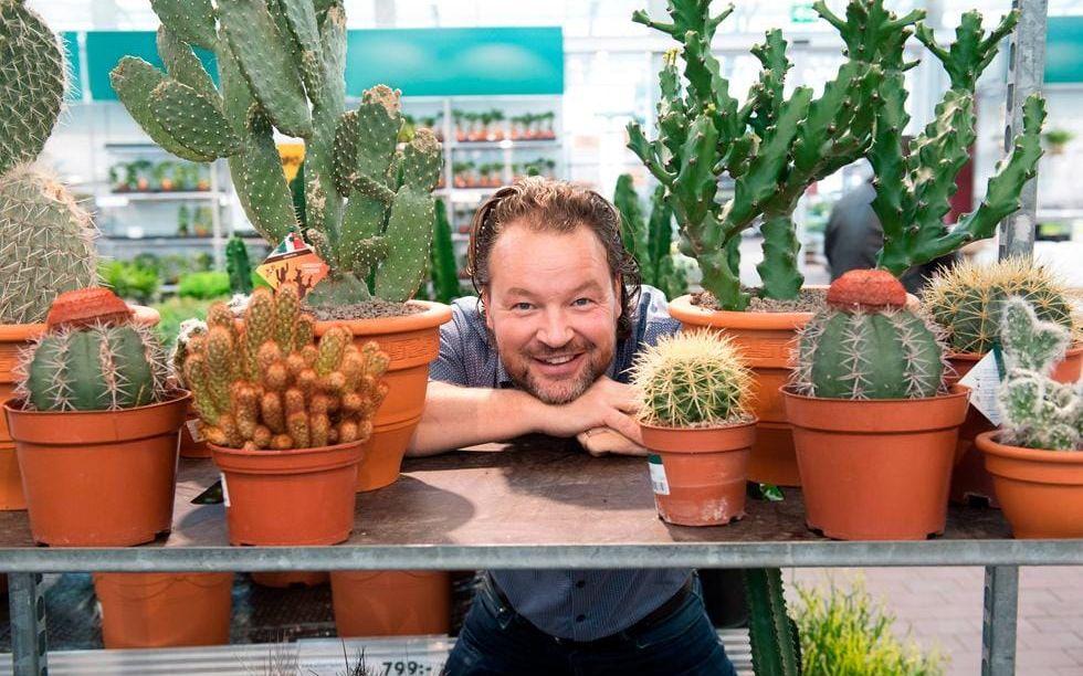 "Den populära Musse pigg-kaktusen finns i alla möjliga storlekar. En större modell i en kruka på golvet bidrar med ett grafiskt uttryck till ett rum", säger Johan Orre. Bakom honom till vänster syns just en sådan. Till höger trekantseuforbian, som även kallas high chaparall och cowboy-kaktus. Bild: Fredrik Sandberg.
