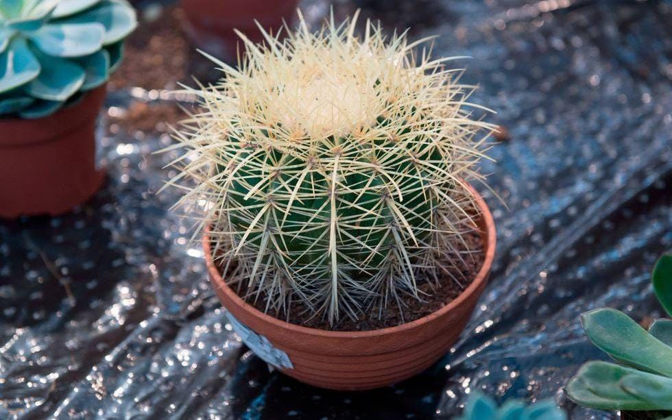 Svärmors kudde är en av de mest populära kaktussorterna och finns i många olika storlekar.