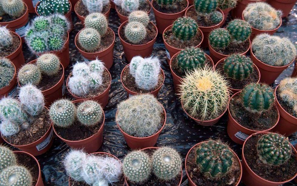 "Kaktusen är en tålig ökenväxt som inte behöver mycket vatten och klarar sig med lite ljus", säger Johan Orre. Olika sorters bollkaktusar på bilden.
