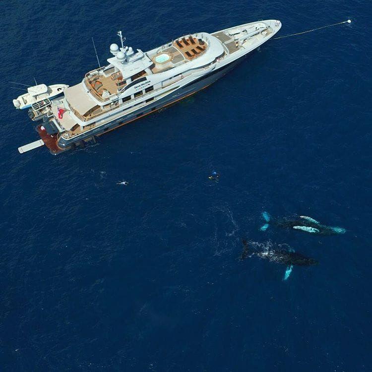 När de seglar i Dominikanska Republiken är valar en vanlig syn från yachten. Foto: mygenemachine