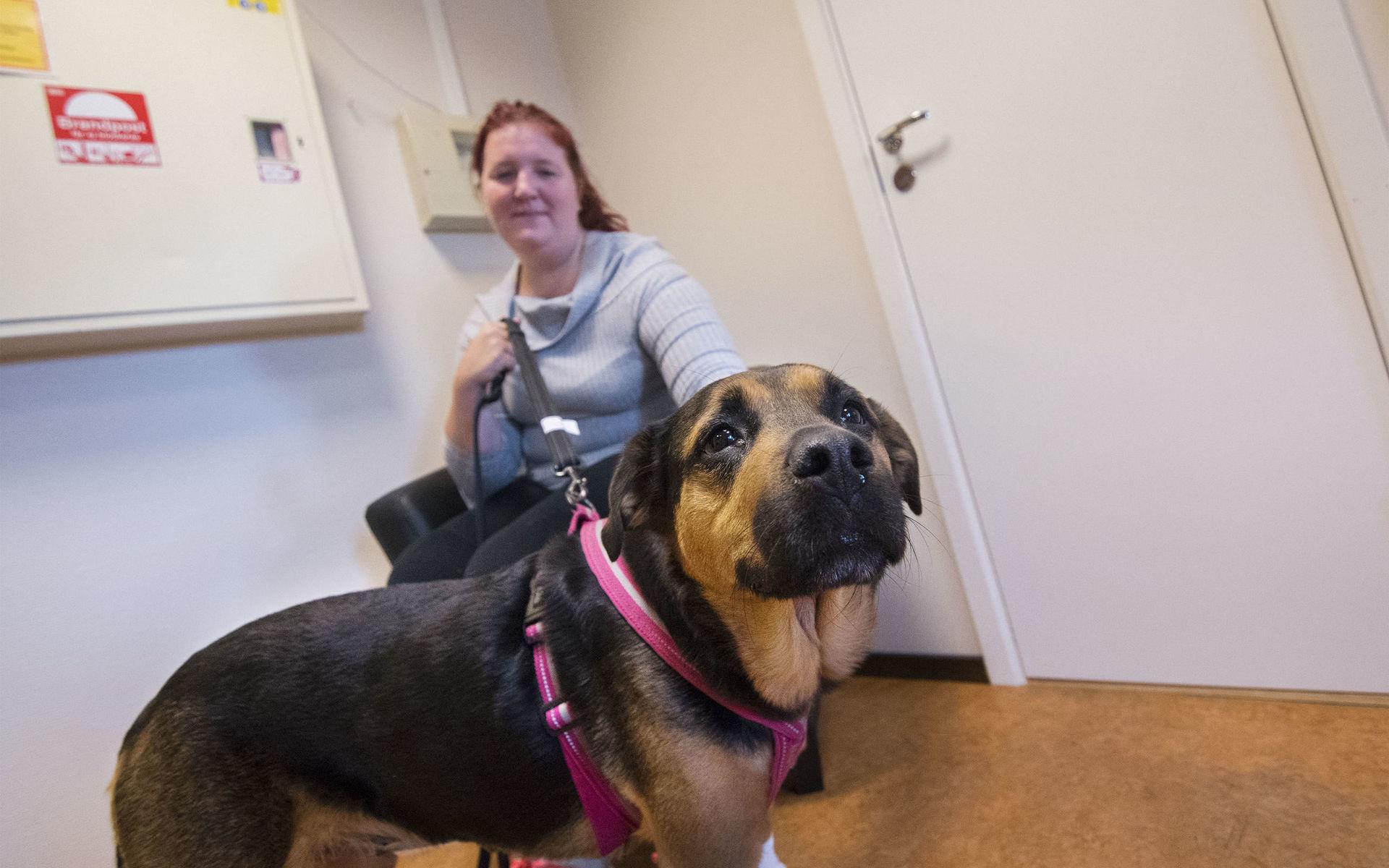 Hunden Tira fick återförenas med sin matte Jasmine Samuelsson efter att ha fått sin livmodersinflammation behandlad.