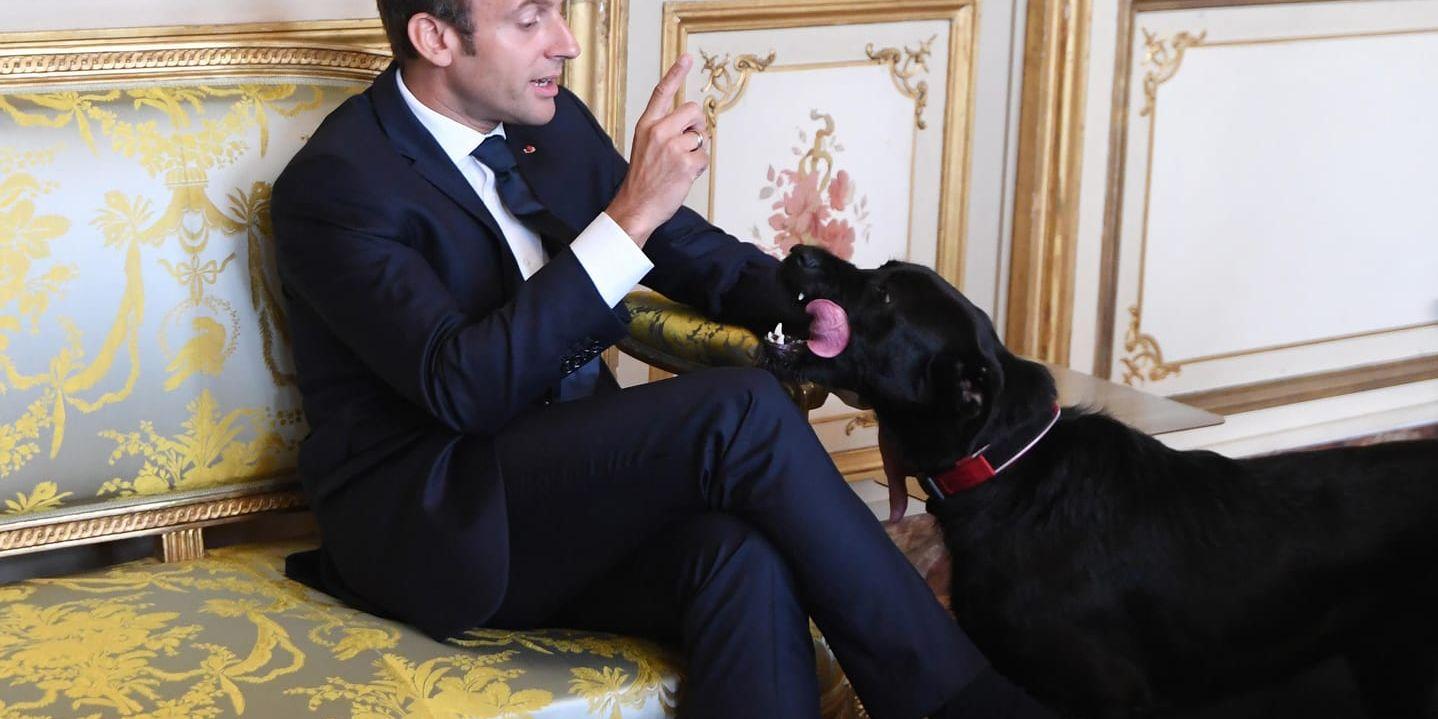Den franske presidenten Emmanuel Macrons hund kunde inte hålla sig under ett möte. Arkivbild.