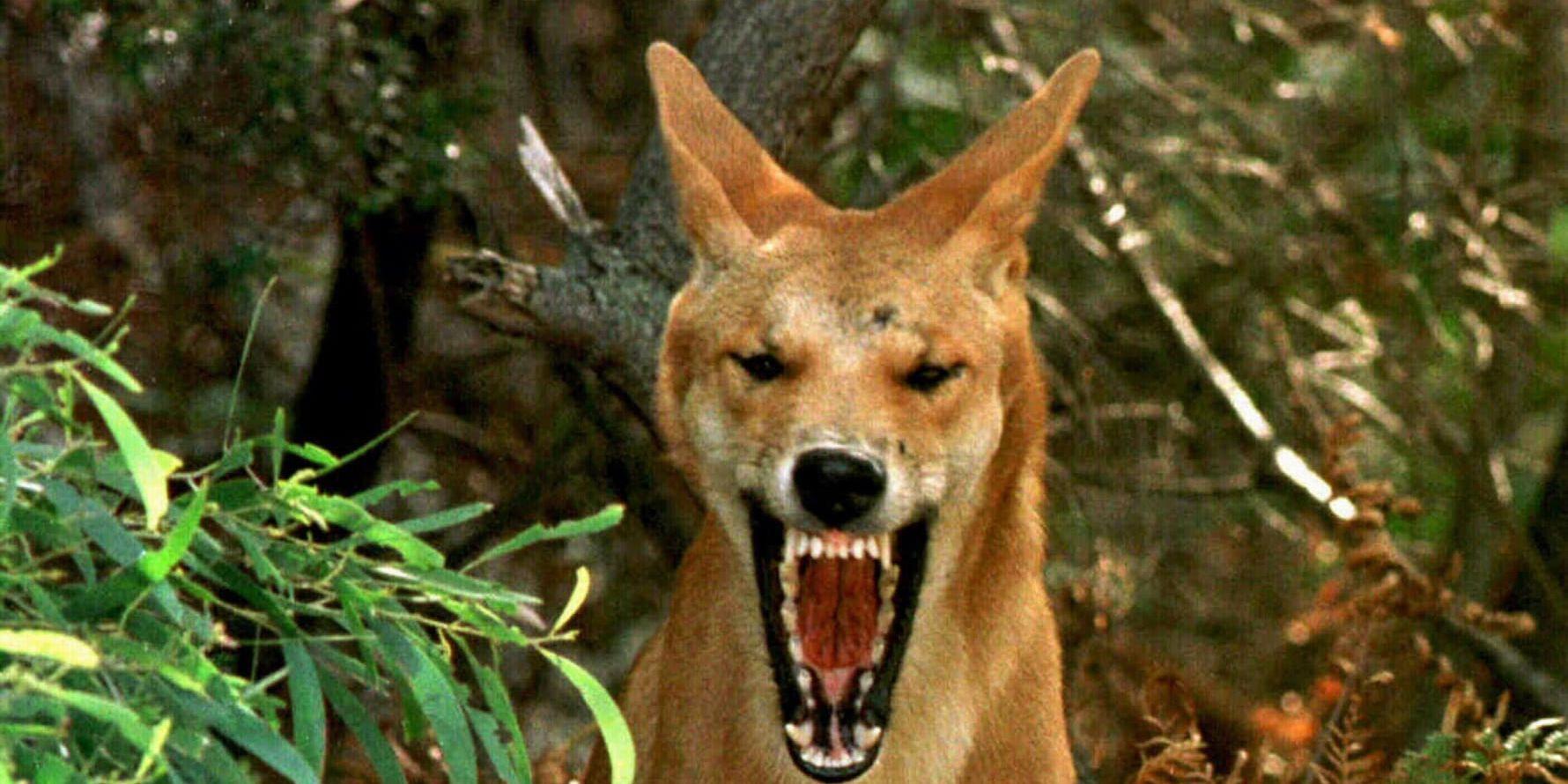 En dingo på Fraser Island. Arkivbild.