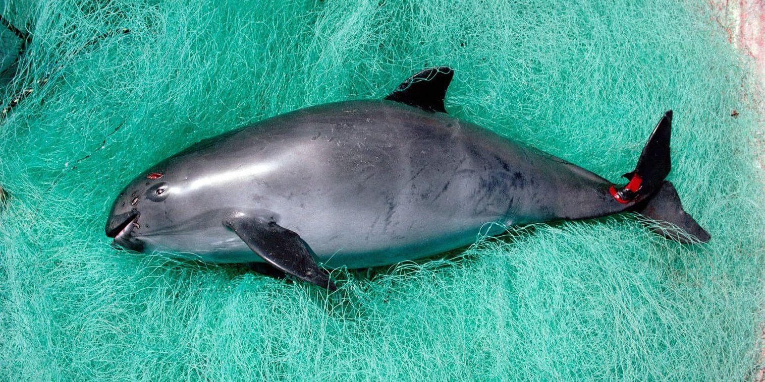 Vaquitan, kaliforniatumlaren, är världens minsta val och samtidigt den mest hotade. Bara 30 individer finns kvar. Tumlaren på bilden har drunknat i ett fiskenät.