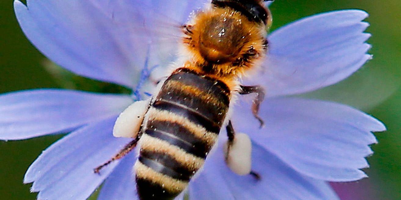 Bin har stor ekonomisk och miljömässig betydelse som pollinerare. Därför ser nu Jordbruksverket över beredskapen mot skadegörare som kan utgöra ett hot. Arkivbild.