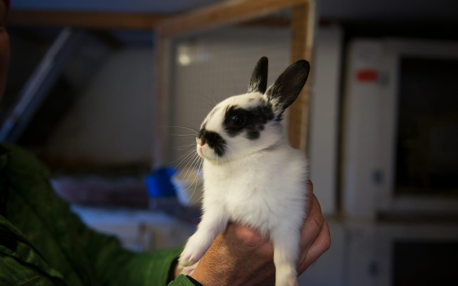 I början av året fick en av Toves kaniner ungar.