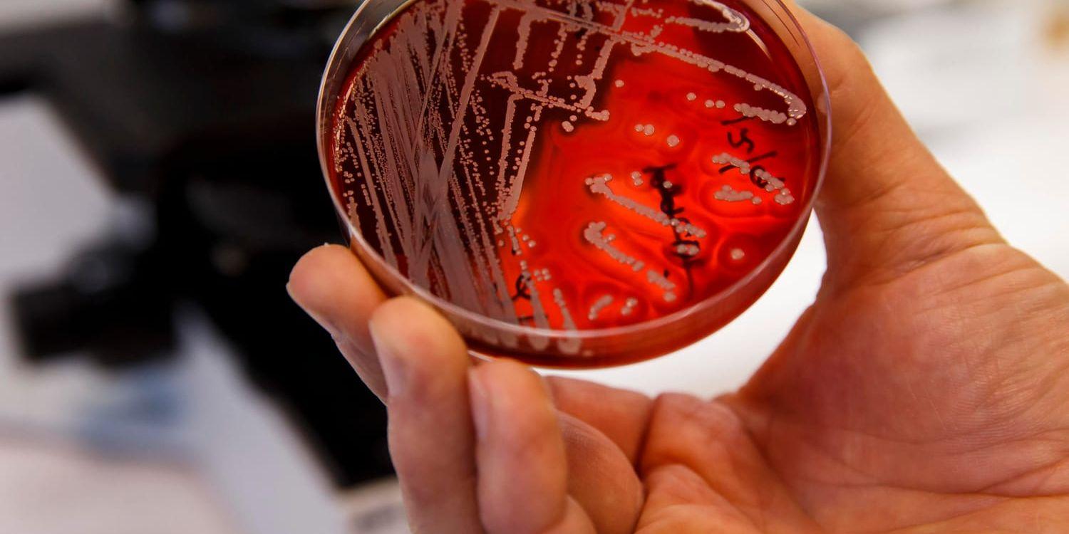 Trots att antalet fall av så kallade mördarbakterier ökar är infektionen fortfarande ovanlig.