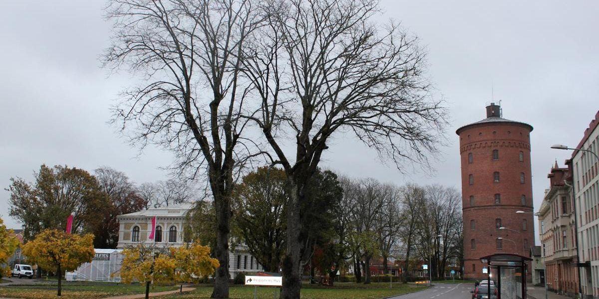 Livlösa. Träden står som två skelett vid Kungsgatan och måste nu tas ner på grund av almsjuka.