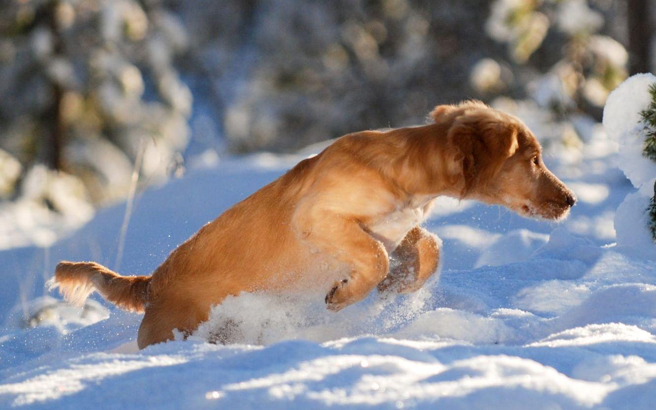 Wachtelhunden Astra älskar att springa i snön uppe i Lofsdalen. Bild: Per-Olof Eriksson