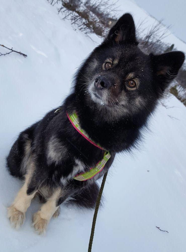 Hej! Här kommer bilder på min hund Lykka! Hon är en femårig finsk lapphund som jag köpte som en omplacering när hon var ett år. Lykka är speciell för att hon är världens bästa sällskap! Hemma vill hon alltid ligga nära en och mysa i soffan och ute är hon en toppen promenadkompis, oavsett väder! Bild: Malin Backelin