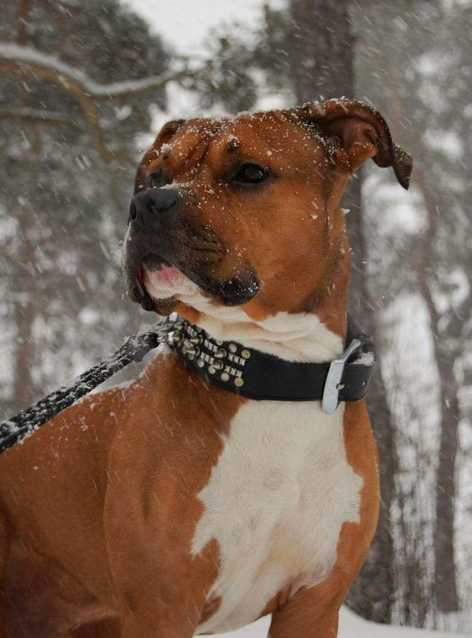 Morris gillar att bubba runt i snöhögar. Bild: Jyrki Paananen