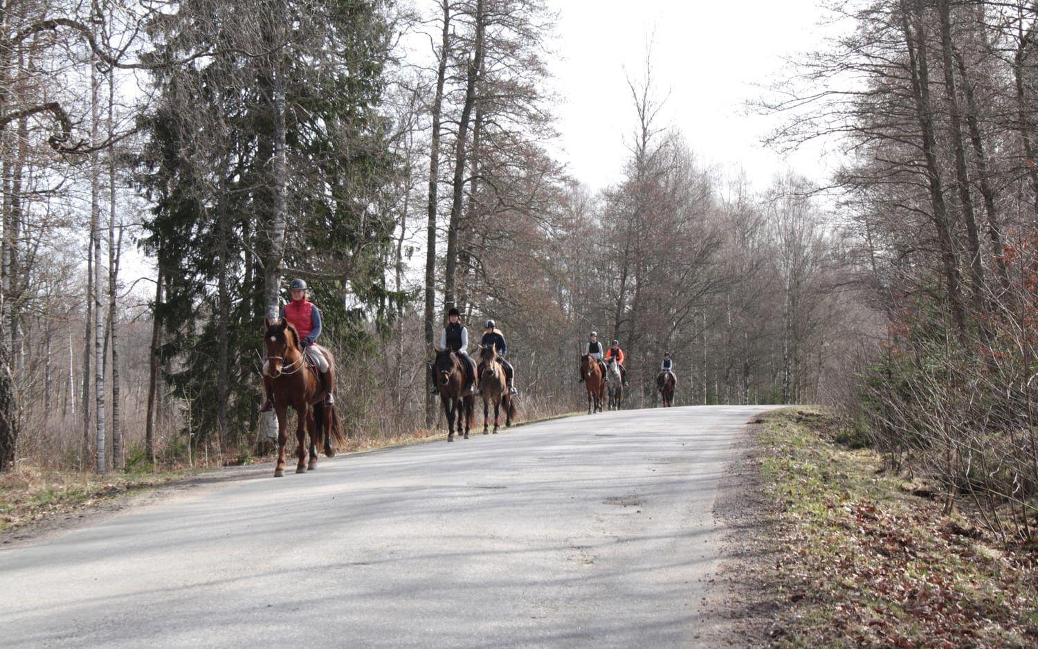 På rad. Hästar på tur med sina ryttare. Bild: Susanne Engdahl-Jensen