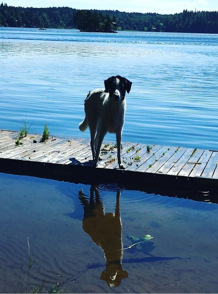 Hunden Leia myser på bryggan i Sjölandasjön. Bild: Linda von Brömsen