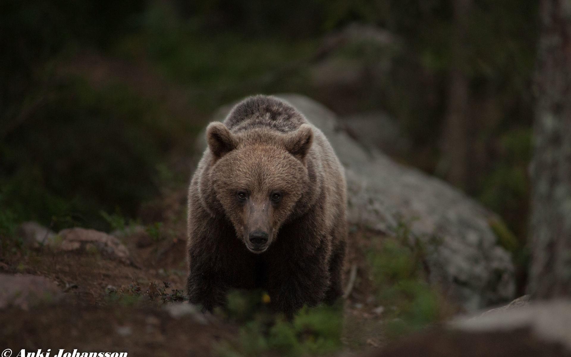 Vild Järbo-björn vid sen timme, en varm sommar dag. Bild: Anki Johansson