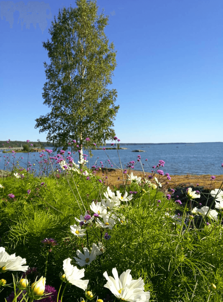Svensk sommar. Bild: Sari Tervonen