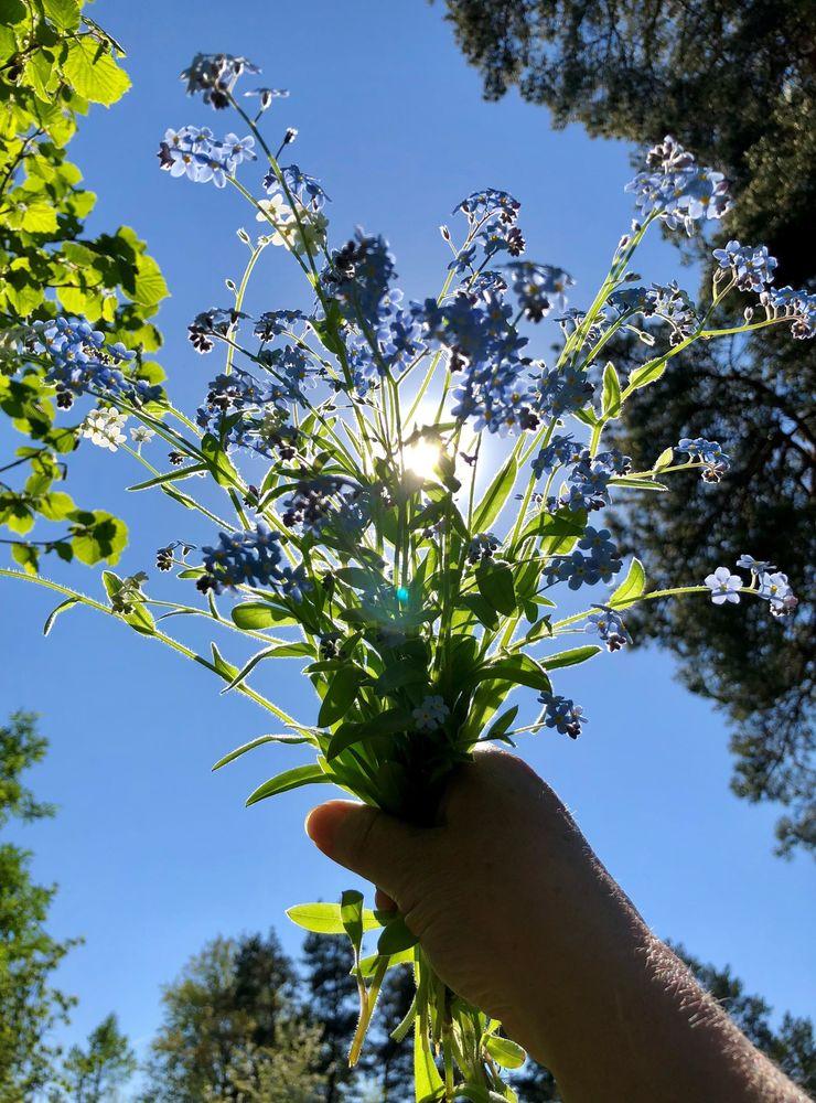 &quot;Vackra blå förgätmigej mot sommarens solhimmel&quot;. Bild: Ann-Christine Knutsson.