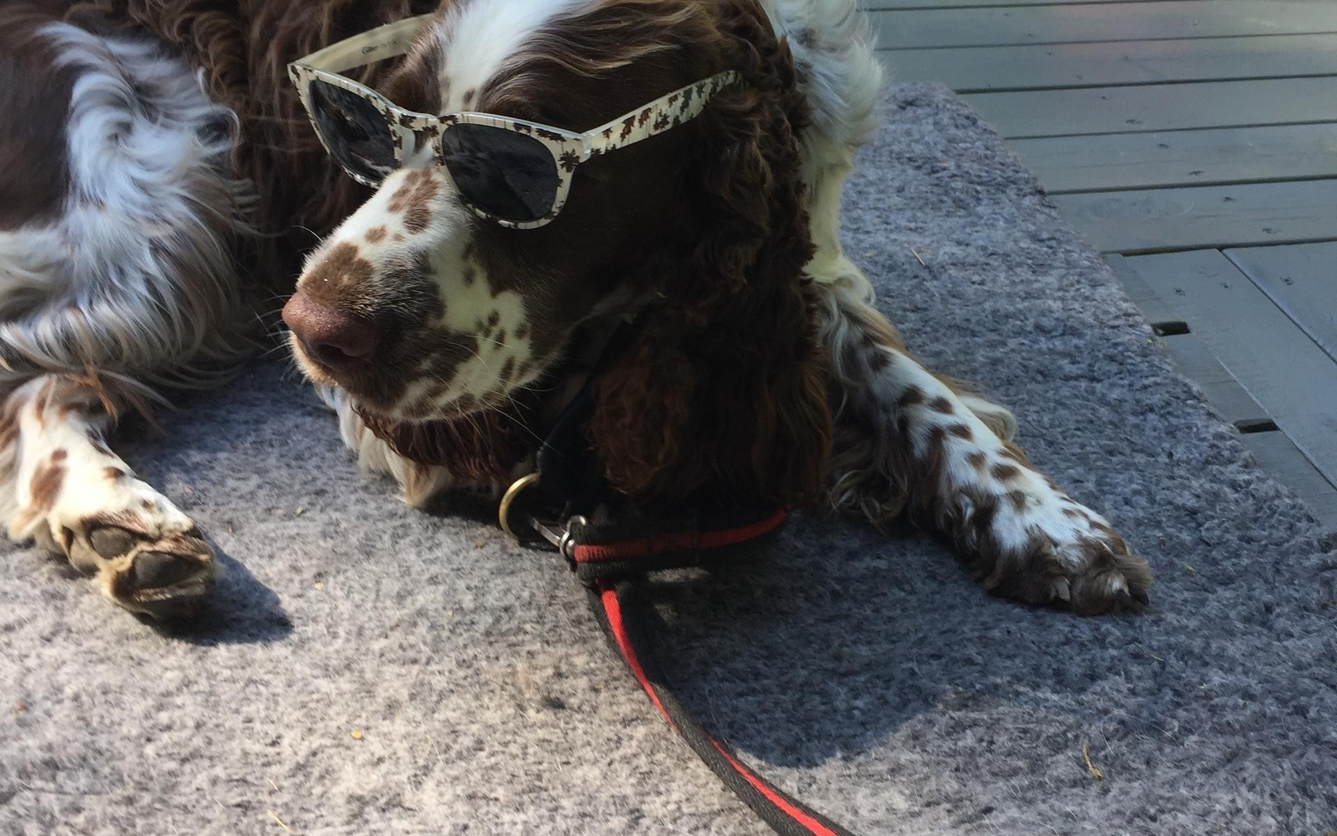 &quot;Jag har tagit den här bilden på min mormor &amp; morfars hund, som heter Pontus. Pontus är väldigt modeintresserad och här poserar han i sina nya och mycket matchande solbrillor&quot;. Bild: Nellie Gebremariam.
