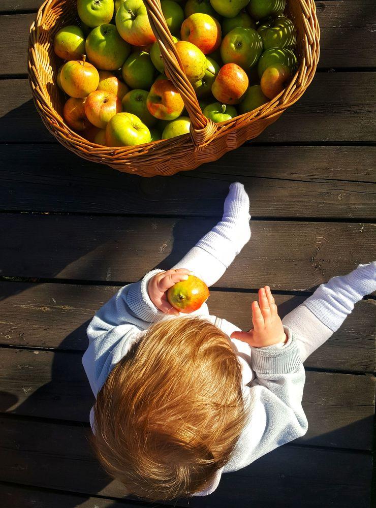 Freja hjälper till att plocka äpplen i trädgården. Bild: Jennicka Bryngelsson
