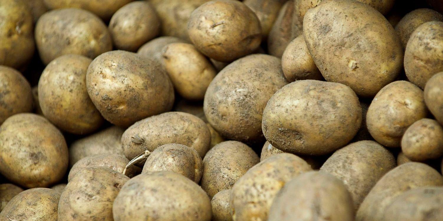 Smittan riskerar att spridas till andra potatisfält. Arkivbild.