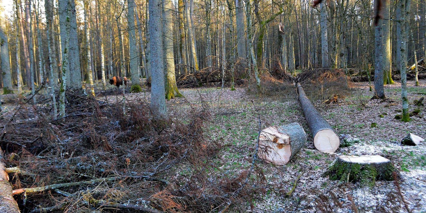 Polen måste stoppa skövlingen av skogen i Bialowieza, Europas sista urskog, kräver EU. Arkivbild.
