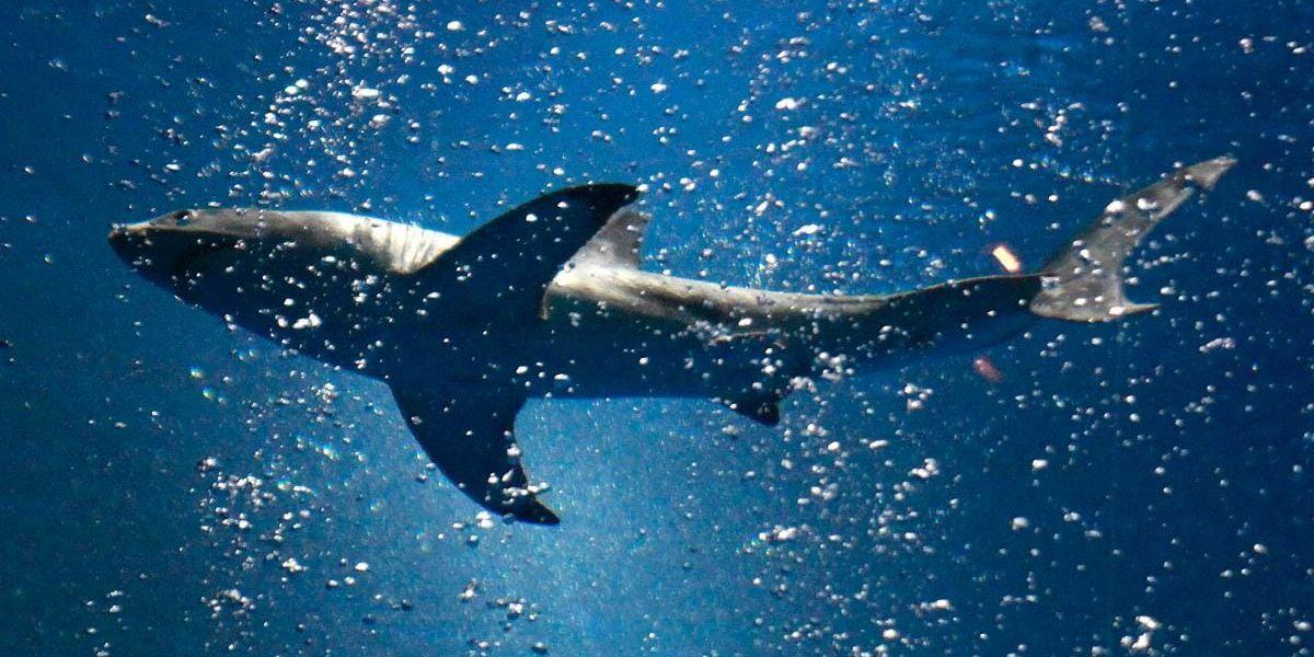 Insändarskribenten tycker att vi måste börja ta ansvar för att minska hajarnas lidande.