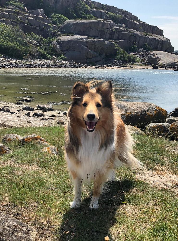 Zelda, 2 år, på utflykt till havet. Zelda är en jättesnäll och glad Shetland Sheepdog. Inskickat av Annika Kruslin.