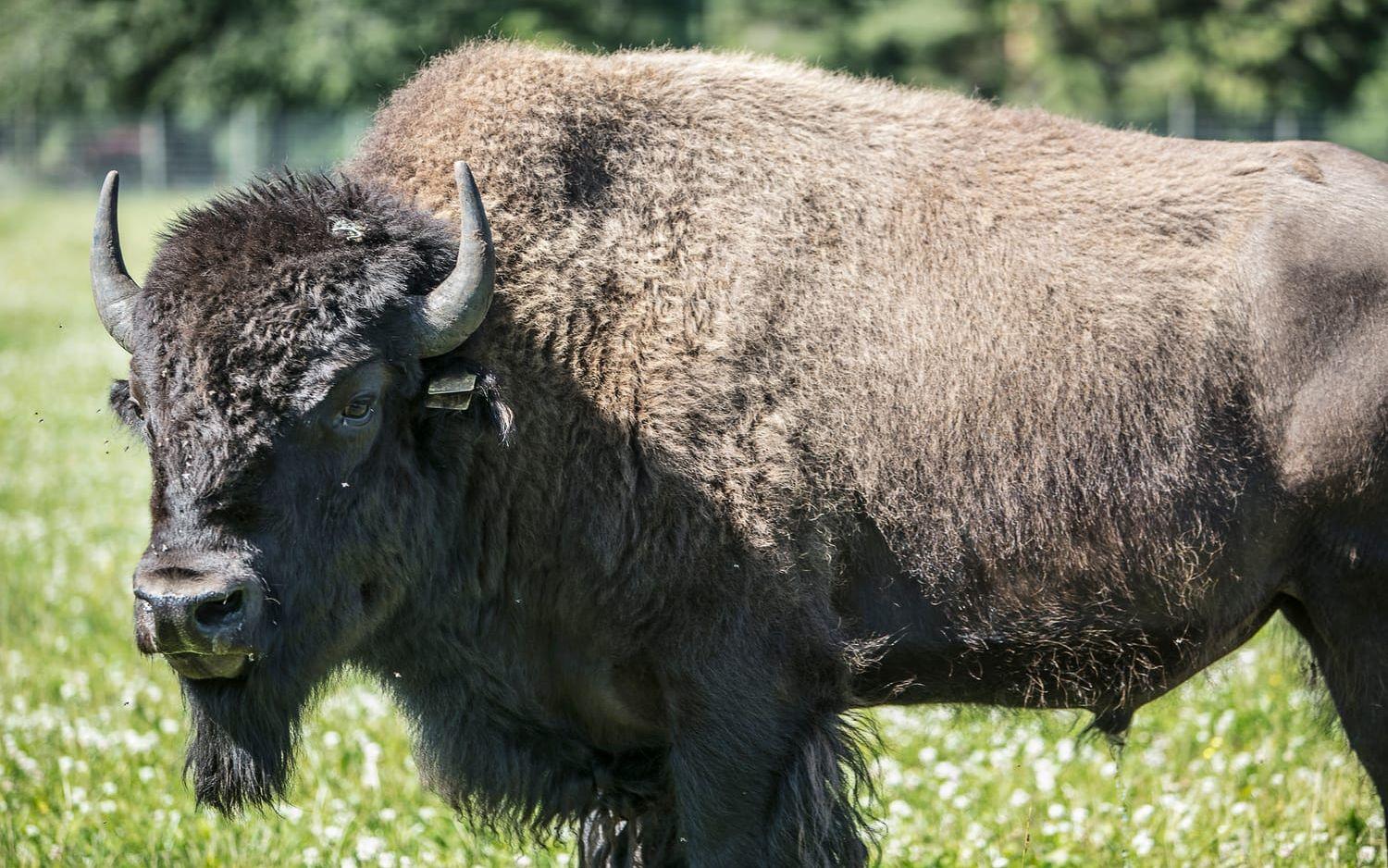 På gården finns 70 bisonoxar som strövar i en stor hage. Det är imponerande djur och den största tjuren väger ungefär 1 200 kilo. Bilder: Andreas Olsson