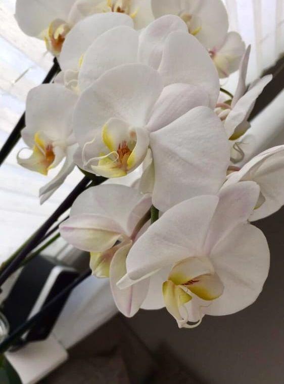 "Min favoritblomma är helt klart orkidén, vacker att titta på och lätt att sköta om", berättar Jennie Karlsson i Vänersborg.