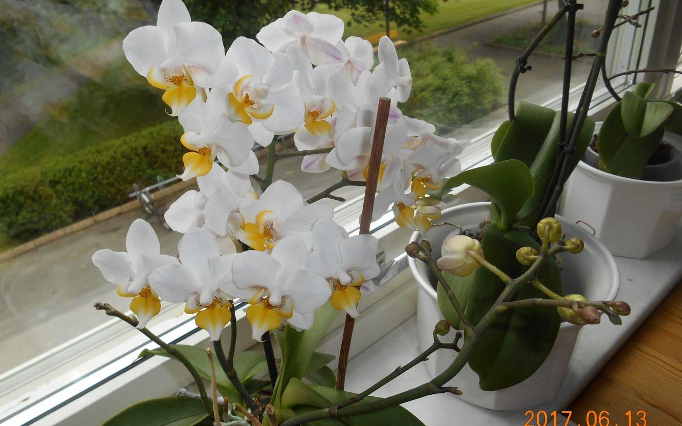 "Den här orkidén fick jag av en kompis för flera år sen och den blommar hela tiden. Den är vacker och lätt att sköta", säger Fanny Karlsson.