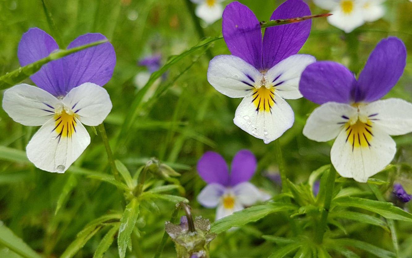 "Här är en av dom vackraste blommorna i vår svenska natur - styvmorsviolen. Så liten, men så utsökt i sin form och färg", säger Lisa Formunt i Lilla Edet.