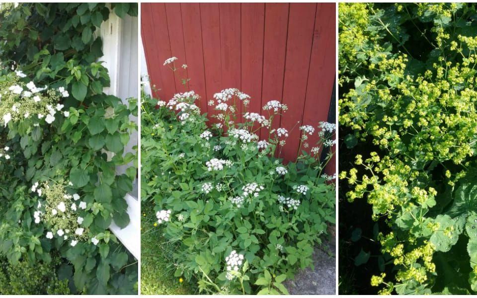 Klätterhortensia vid kolonistugan, blommande kärs vid ve'bo'väggen och daggkåpa är blommor som Gunilla Wallin i Vänersborg tycker om.
