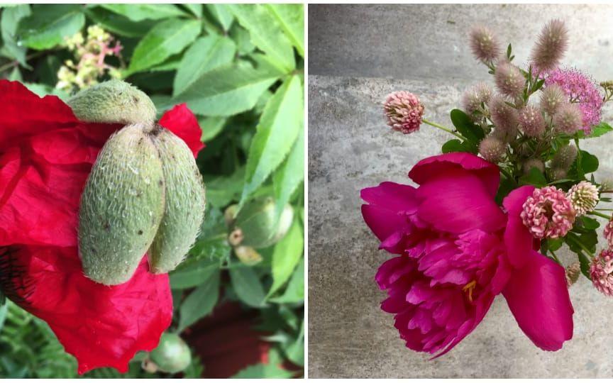 "En alldeles nyfödd jättevallmo som är på väg att öppnas. Sommarens vackraste blomma är, enligt mig, denna pion i favoritfärgen mörk rosa. På bilden tillsammans med bland annat klöverblommor som är vackra och väldoftande", säger Pia Keränen Larsen i Grästorp.