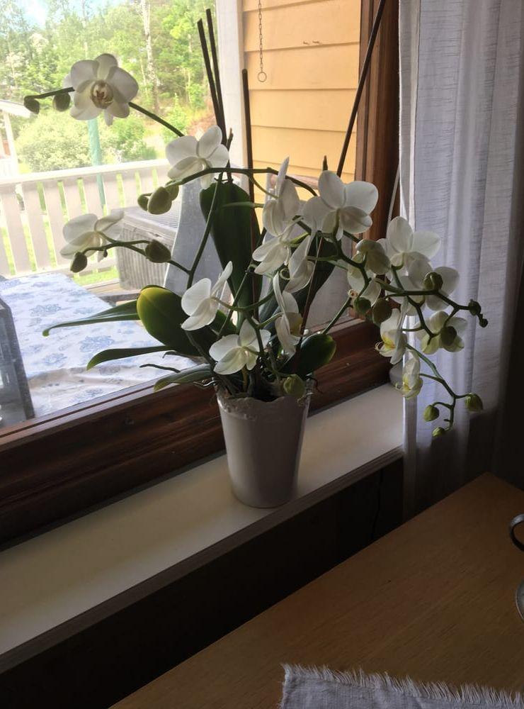 "Nu har den blommat i drygt 1 år", säger Maria Skön i Uddevalla.