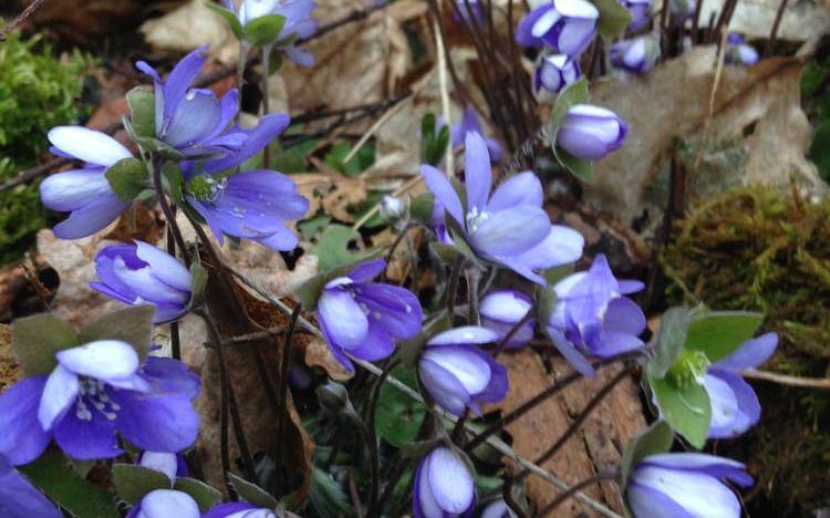 "Blåsippan -vackrast av vårens tidiga blommor", säger Ulf Wetterlund i Lilla Edet.