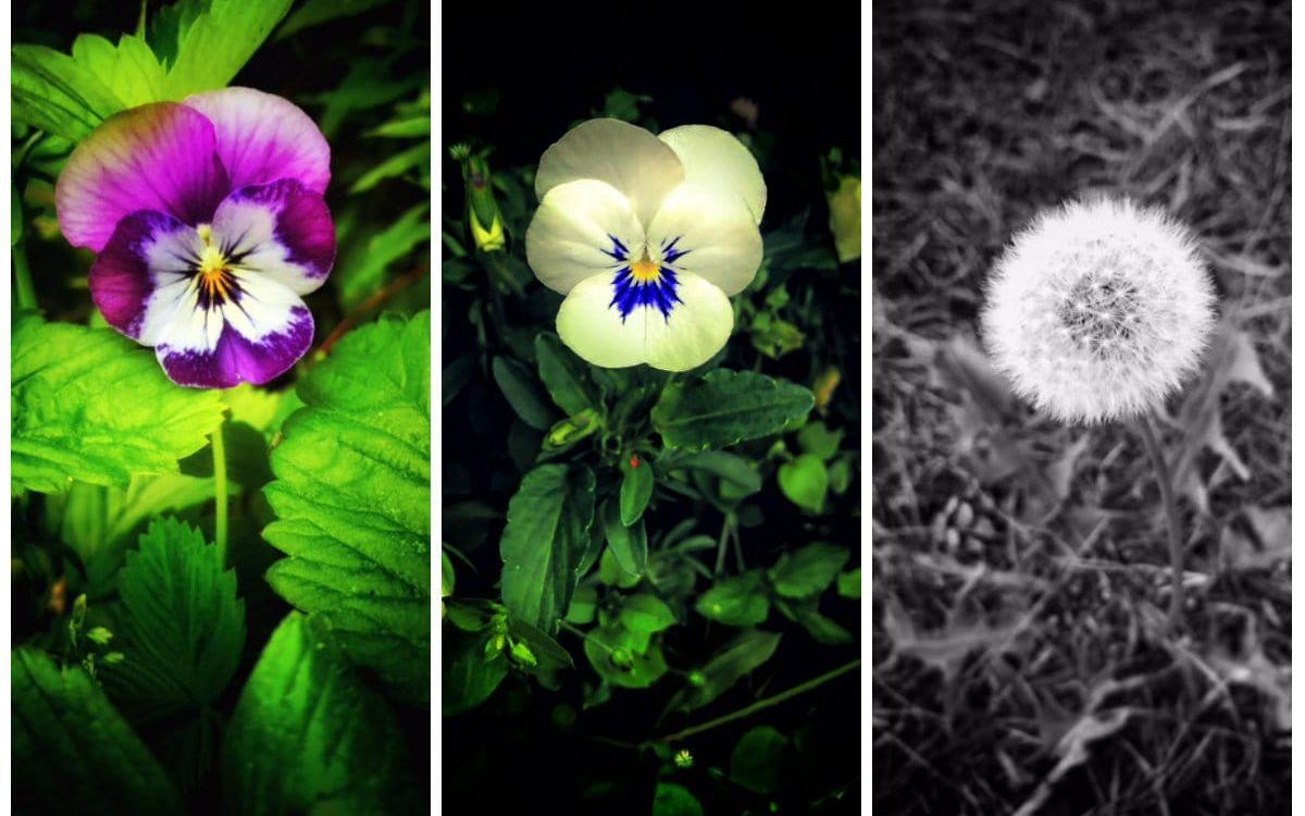 "Dessa 3 är mina favorit blommor som jag vill vara med och tävla på. Två av dem är mini penséer och den tredje en maskros! Alla bilderna är tagna av mig personligen.", säger Lendita Lindman