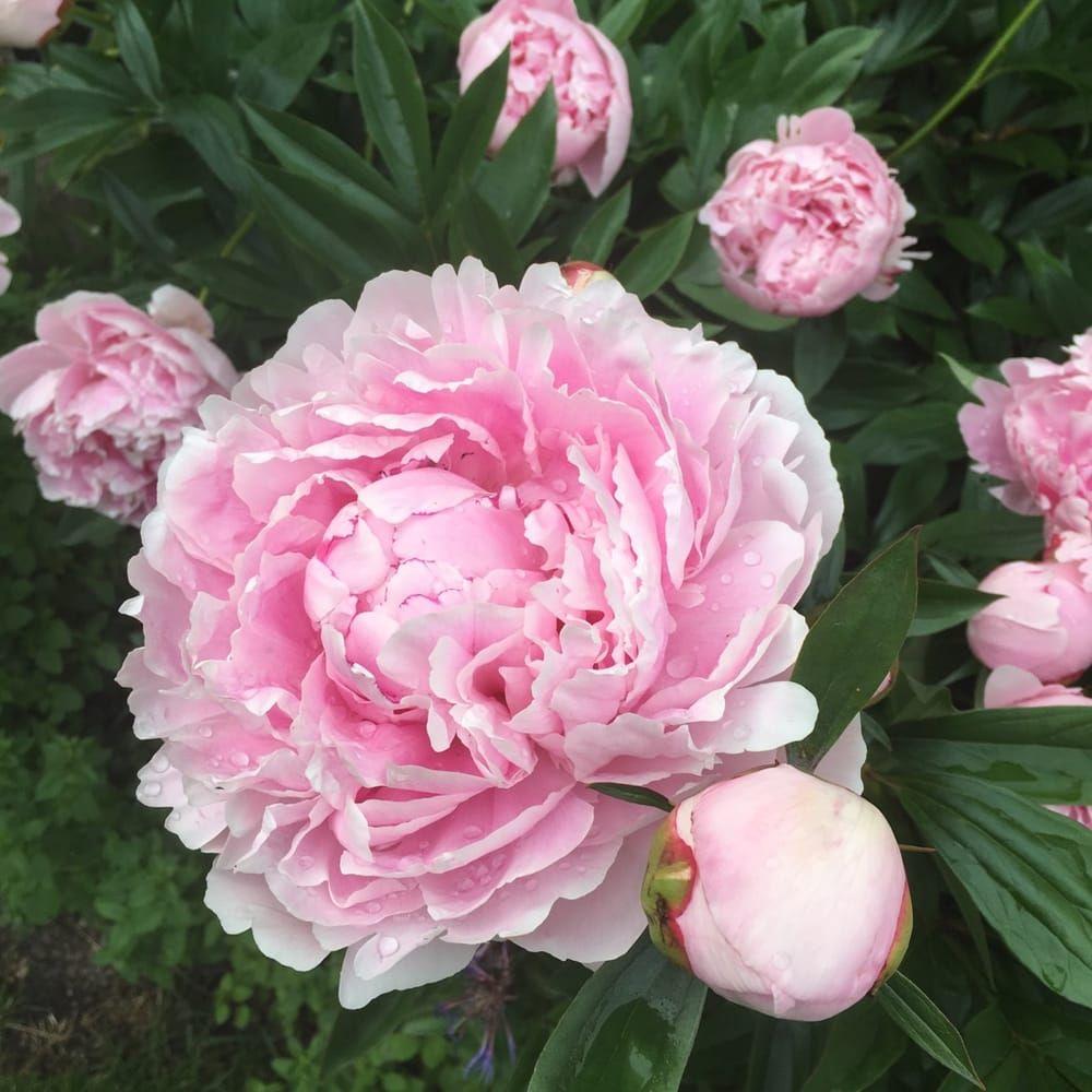 "Den rosa bondpionen är min absoluta favorit i vår trädgård! Ur en rund, kompakt liten knopp väller blombladen ut till en fantastisk skapelse! Tyvärr står den sig inte så länge, men som vi vet: Underbart är kort!", säger Lisbeth Kucera i Främmestad.