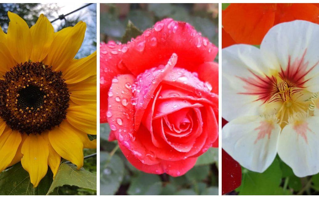 "Solros, som blommar i vår trädgård", "Regnvåt ros i rabatten hos mamma & pappa!" och "Slingerkrasse! Dekorativ, både ute, men vacker som garnering på bakverk, efterrätter, tårta eller sallad. Fullt ätbar!" av Annika Ryrå Hammarberg från Trollhättan.