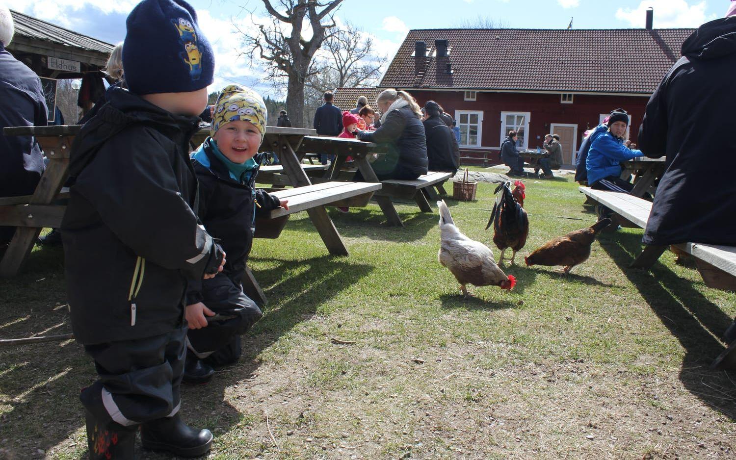 Ebbe och Ville Hedlund lockar på hönorna som är måttligt intresserade. Foto: Annie Granzell